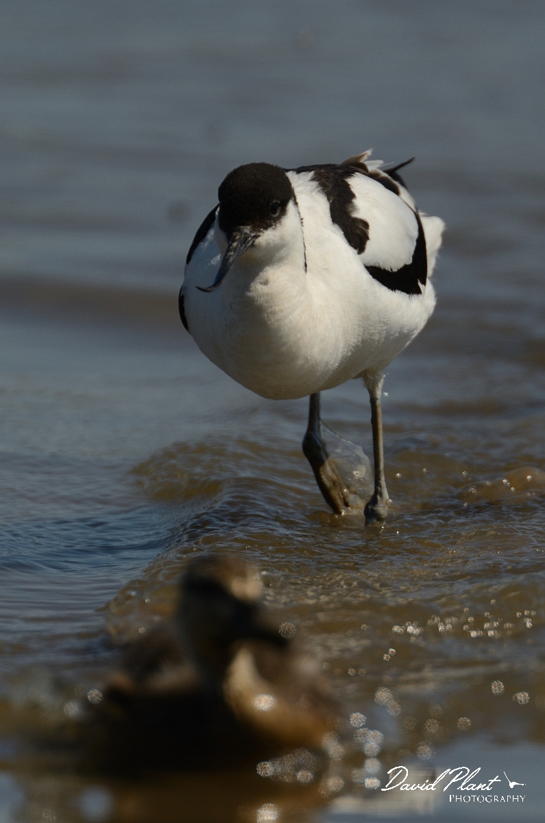 David Plant Photography - Wildlife Photography - Avocet - P.jpg - Avocet chasing duckling - Norfolk
