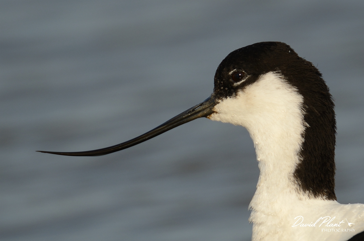 David Plant Photography - Wildlife Photography - Avocet - S.jpg - Avocet adult head - Norfolk