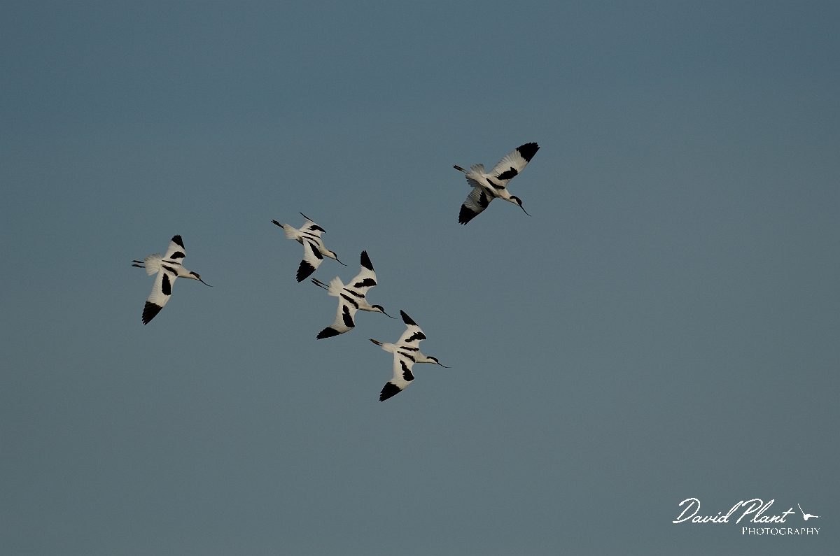 David Plant Photography - Wildlife Photography - Avocet - W.jpg - Avocets in flight - Norfolk