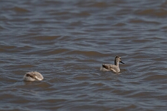 David Plant Photography - Wildlife Photography - Avocet - AK