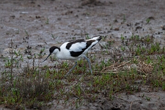 David Plant Photography - Wildlife Photography - Avocet - AL