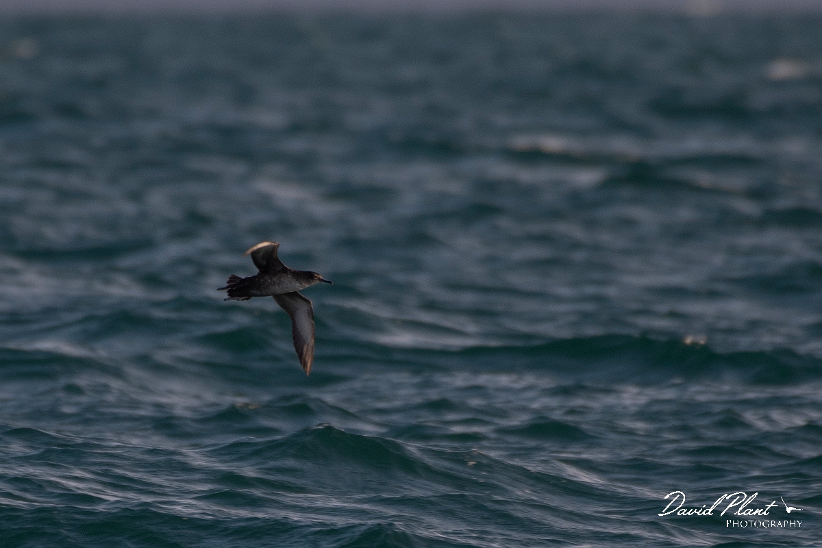 David Plant Photography - Wildlife Photography - Balearic shearwater - A.JPG - Balearic shearwater - Sea off Devon