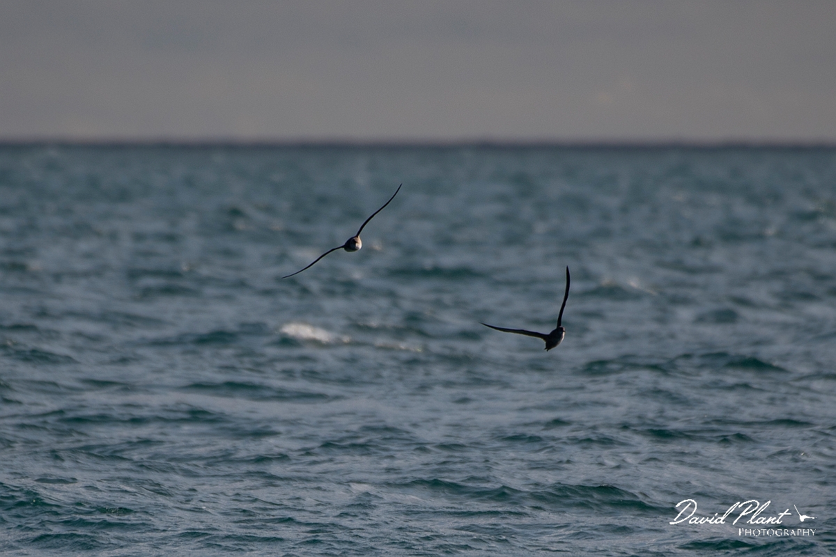 David Plant Photography - Wildlife Photography - Balearic shearwater - C.JPG - Balearic shearwater - Sea off Devon