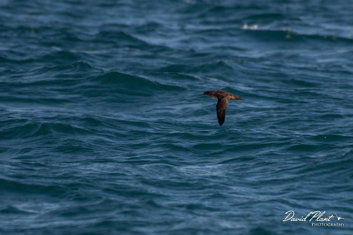 David Plant Photography - Wildlife Photography - Balearic shearwater - E.JPG - Balearic shearwater - Sea off Devon
