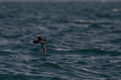 David Plant Photography - Wildlife Photography - Balearic shearwater - A