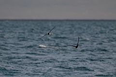 David Plant Photography - Wildlife Photography - Balearic shearwater - C