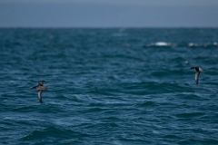 David Plant Photography - Wildlife Photography - Balearic shearwater - D