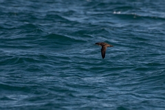 David Plant Photography - Wildlife Photography - Balearic shearwater - E