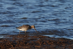 David Plant Photography - Wildlife Photographer - Bar-tailed godwit feeding - A