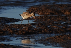 David Plant Photography - Wildlife Photographer - Bar-tailed godwit feeding - B