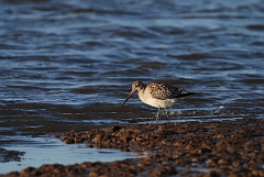 David Plant Photography - Wildlife Photographer - Bar-tailed godwit feeding - C