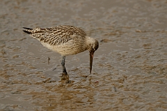 David Plant Photography - Wildlife Photography - Bar-tailed godwit - G