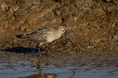 David Plant Photography - Wildlife Photography - Bar-tailed godwit - H
