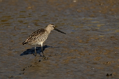 David Plant Photography - Wildlife Photography - Bar-tailed godwit - I