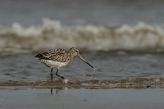 David Plant Photography - Wildlife Photography - Bar-tailed godwit - J
