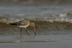 David Plant Photography - Wildlife Photography - Bar-tailed godwit - K