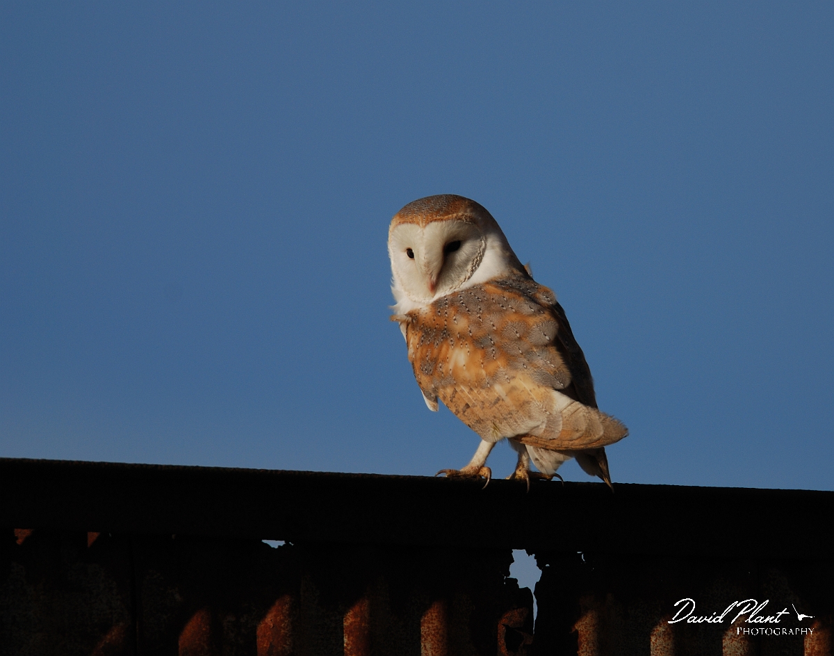 David Plant Photography - Wildlife Photographer - Barn owl - A.jpg - Barn owl - Gloucestershire