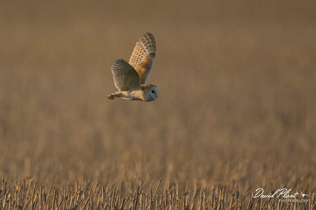 David Plant Photography - Wildlife Photographer - Barn owl - C.jpg - Barn owl at dusk - Norfolk