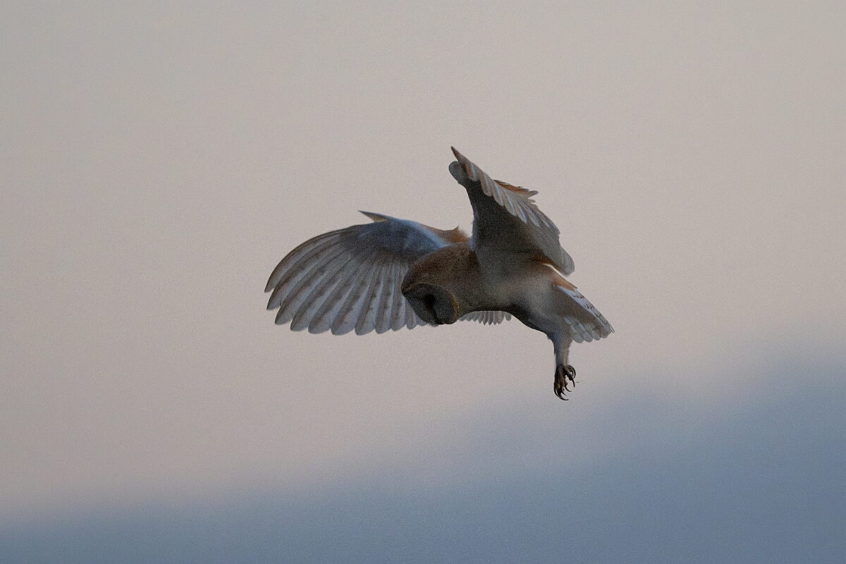 David Plant Photography - Wildlife Photography - Barn owl - D.jpg - Barn owl, hunting after dusk - North Yorkshire
