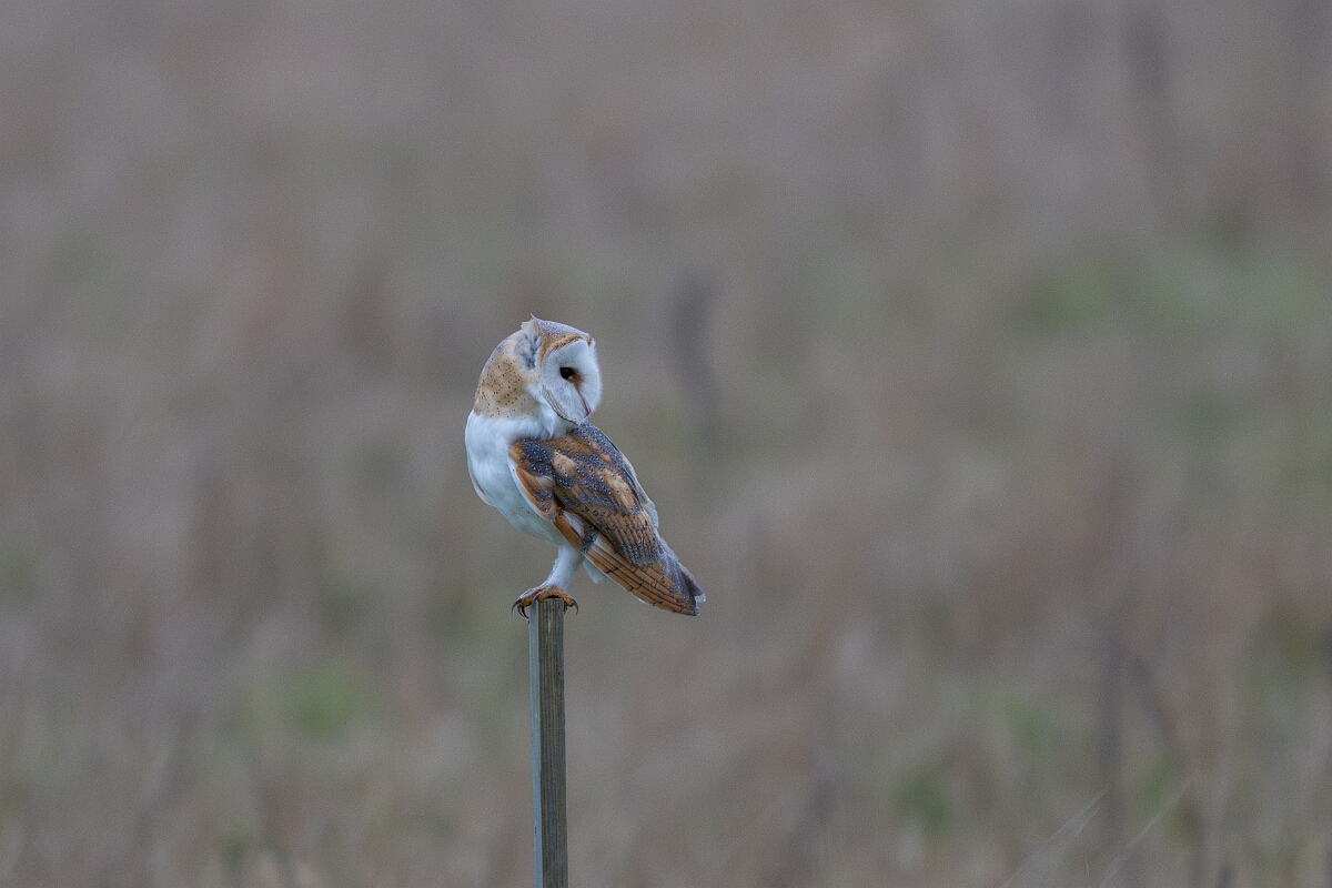 David Plant Photography - Wildlife Photography - Barn owl - I.jpg - Barn owl, Tyto alba, perched - Norfolk