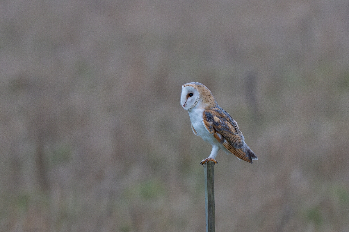 David Plant Photography - Wildlife Photography - Barn owl - J.jpg - Barn owl, Tyto alba, perched - Norfolk