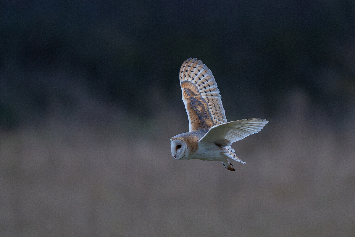 David Plant Photography - Wildlife Photography - Barn owl - K.jpg - Barn owl, Tyto alba, hunting - Norfolk