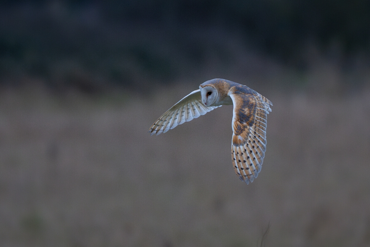 David Plant Photography - Wildlife Photography - Barn owl - L.jpg - Barn owl, Tyto alba, hunting - Norfolk