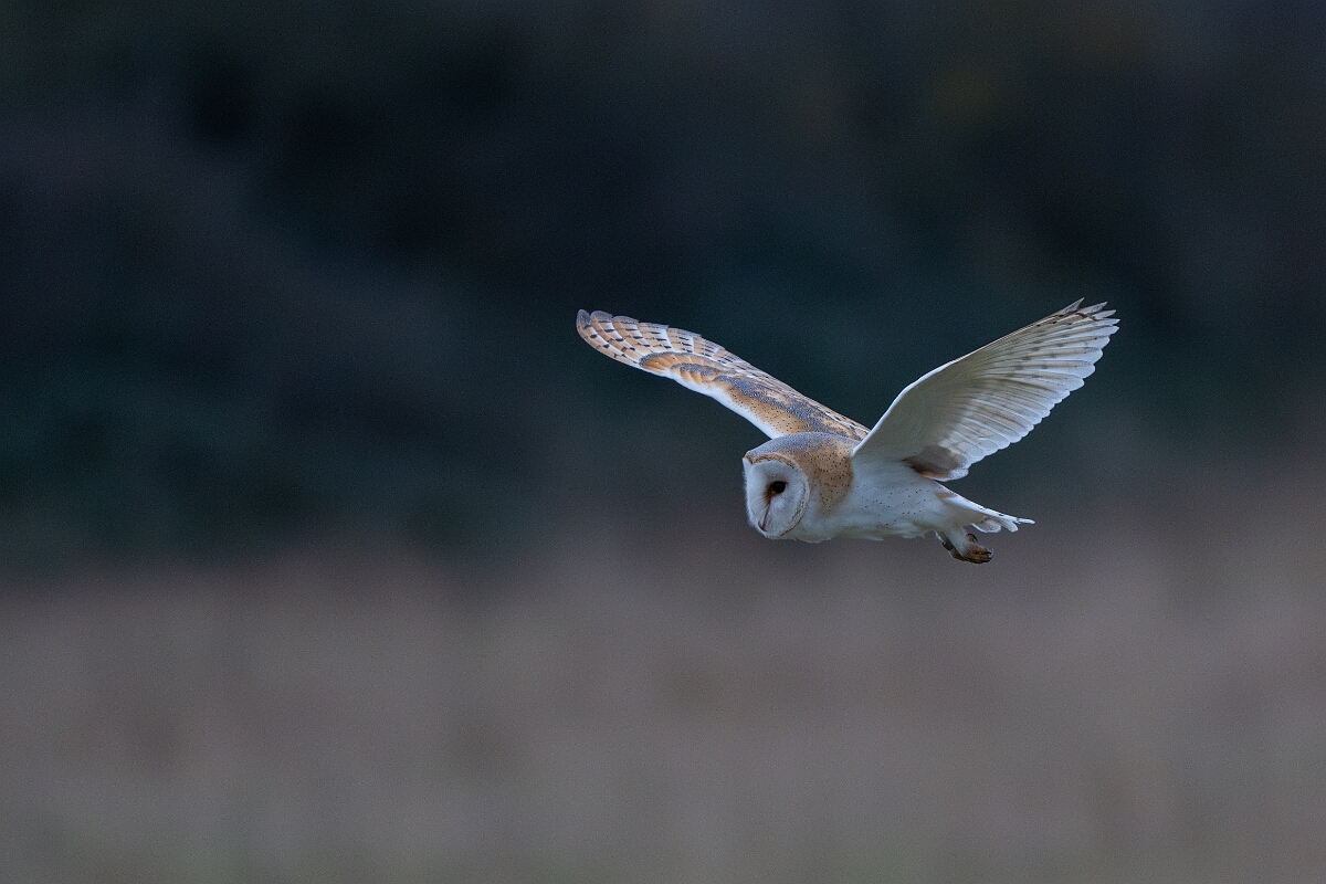 David Plant Photography - Wildlife Photography - Barn owl - M.jpg - Barn owl, Tyto alba, hunting - Norfolk