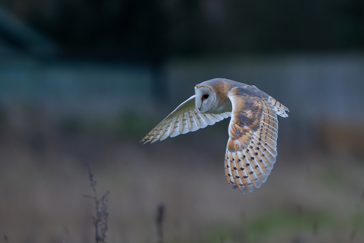 David Plant Photography - Wildlife Photography - Barn owl - N.jpg - Barn owl, Tyto alba, hunting - Norfolk