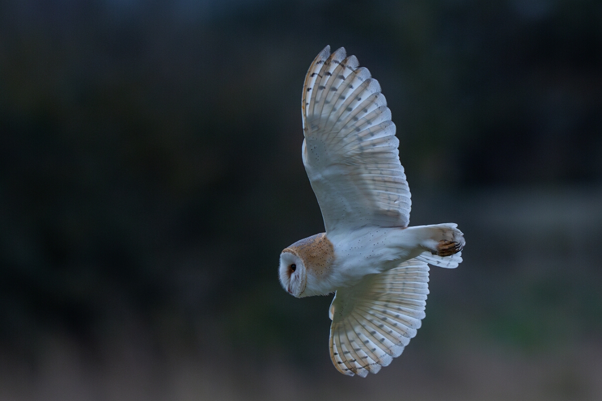 David Plant Photography - Wildlife Photography - Barn owl - O.jpg - Barn owl, Tyto alba, hunting - Norfolk