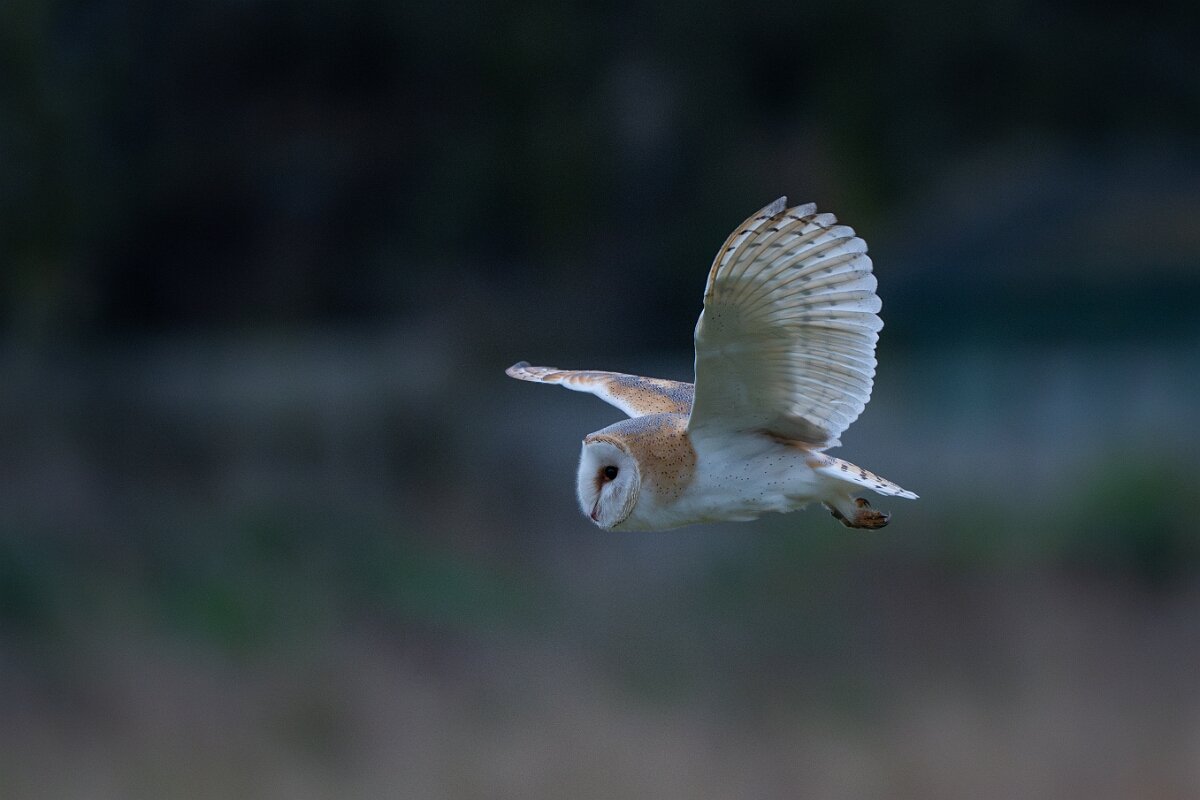 David Plant Photography - Wildlife Photography - Barn owl - P.jpg - Barn owl, Tyto alba, hunting - Norfolk