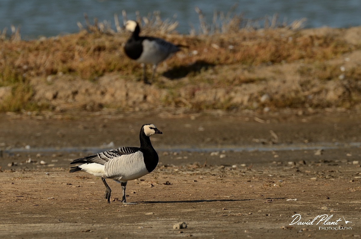 David Plant Photography - Wildlife Photography - Barnacle goose - A.jpg - Barnacle geese - Suffolk