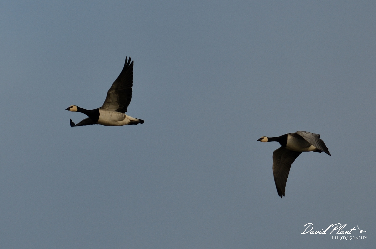 David Plant Photography - Wildlife Photography - Barnacle goose - C.jpg - Barnacle goose pair in flight - Norfolk