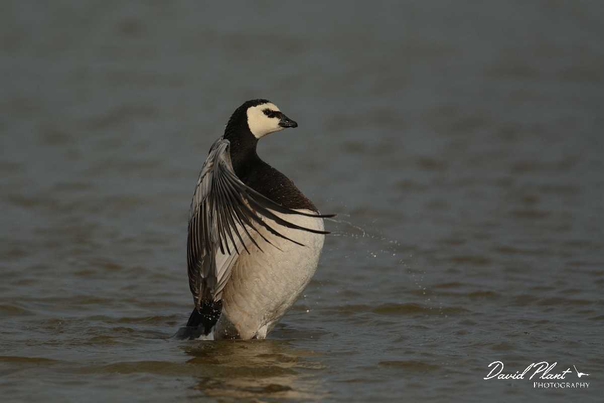 David Plant Photography - Wildlife Photography - Barnacle goose - D.jpg - Barnacle goose with wings open - Suffolk