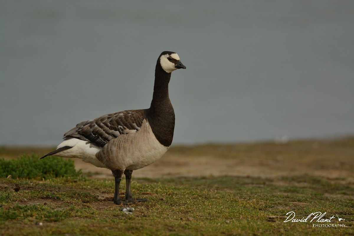 David Plant Photography - Wildlife Photography - Barnacle goose - E.jpg - Barnacle goose on an island - Suffolk
