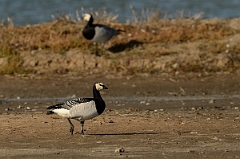 David Plant Photography - Wildlife Photography - Barnacle goose - A