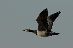 David Plant Photography - Wildlife Photography - Barnacle goose - B