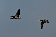David Plant Photography - Wildlife Photography - Barnacle goose - C