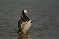 David Plant Photography - Wildlife Photography - Barnacle goose - D