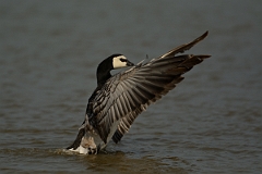David Plant Photography - Wildlife Photography - Barnacle goose - F