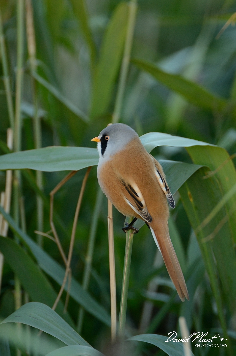 David Plant Photography - Wildlife Photography - Bearded tit - A.jpg - Bearded tit, male - Norfolk