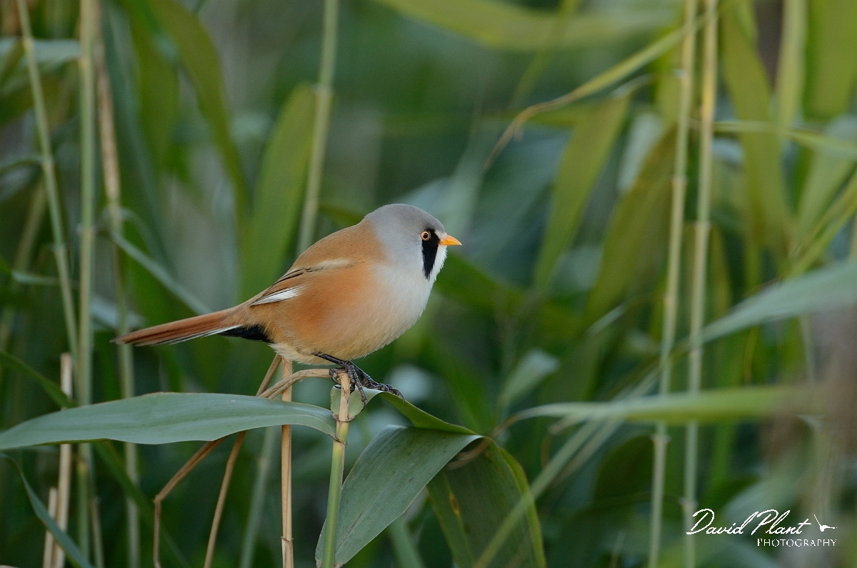 David Plant Photography - Wildlife Photography - Bearded tit - B.jpg - Bearded tit, male - Norfolk