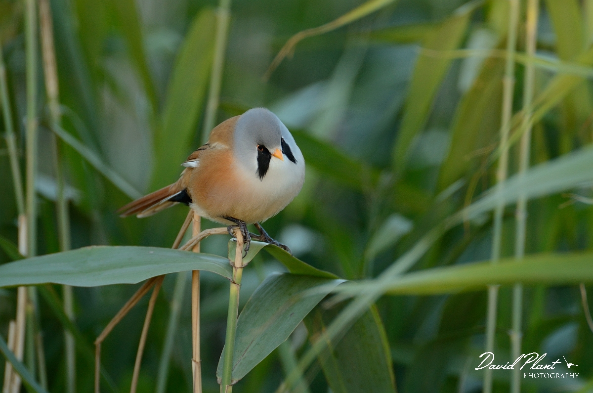 David Plant Photography - Wildlife Photography - Bearded tit - C.jpg - Bearded tit, male looking down - Norfolk