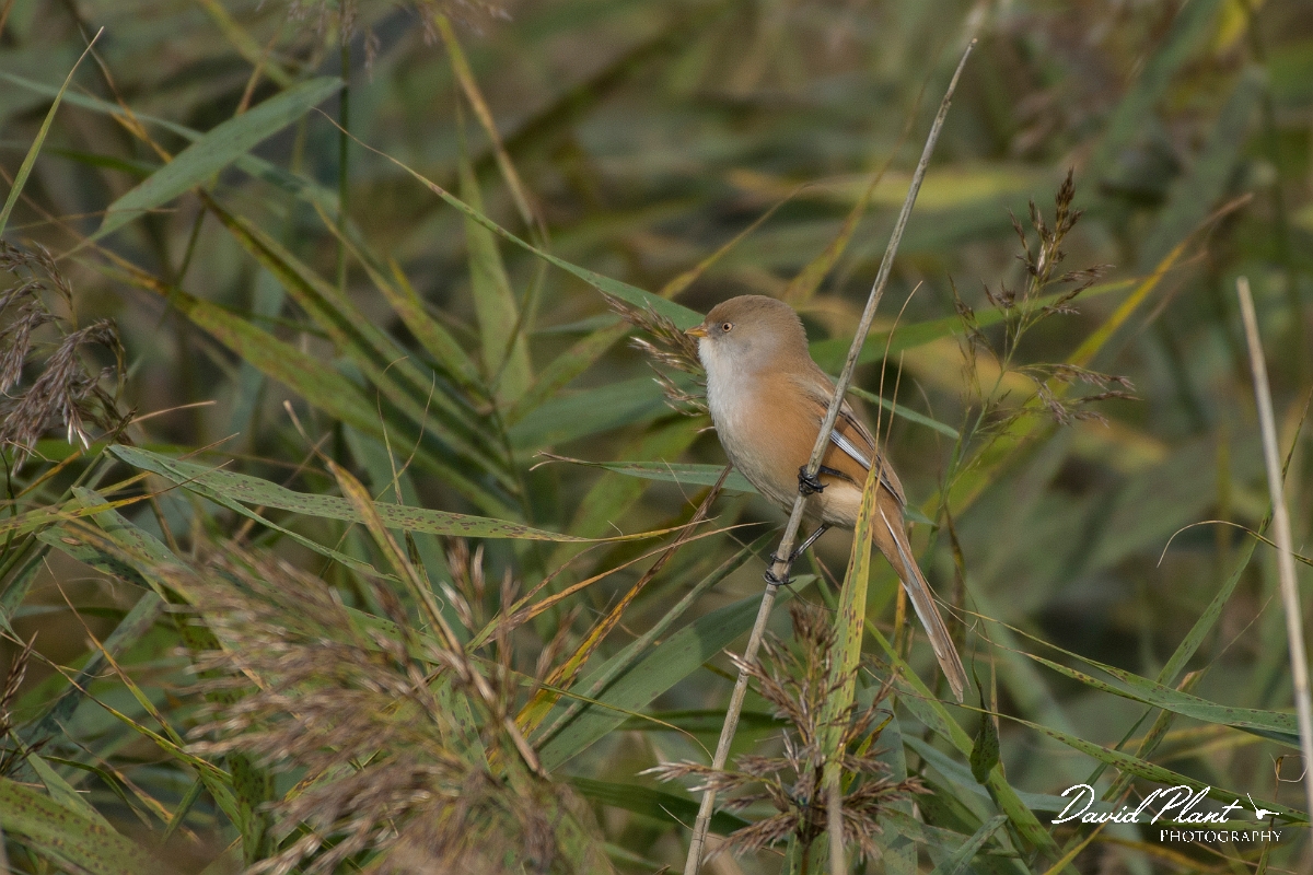 David Plant Photography - Wildlife Photography - Bearded tit - D.jpg - Bearded tit female - Linconshire