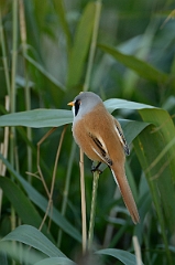 David Plant Photography - Wildlife Photography - Bearded tit - A