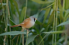 David Plant Photography - Wildlife Photography - Bearded tit - B