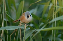 David Plant Photography - Wildlife Photography - Bearded tit - C