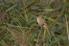 David Plant Photography - Wildlife Photography - Bearded tit - D