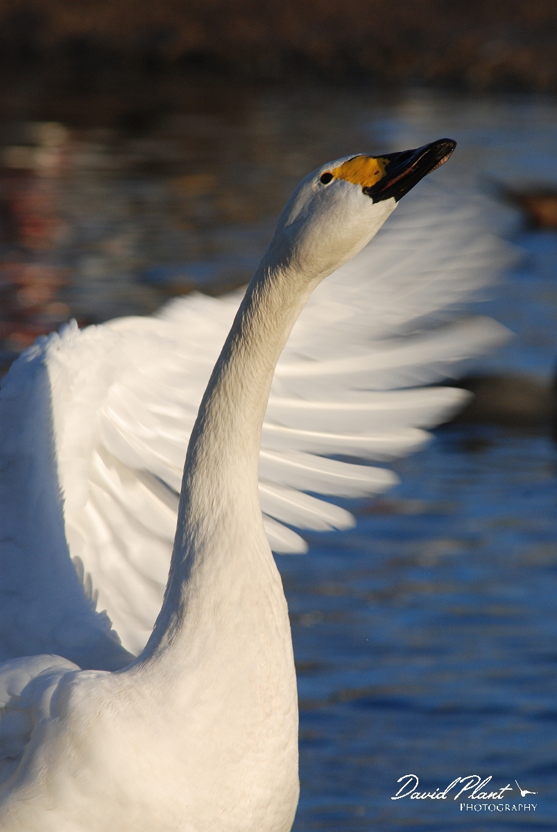 David Plant Photography - Wildlife Photographer - Bewick's swan - A.JPG - Bewick's swan - Slimbridge