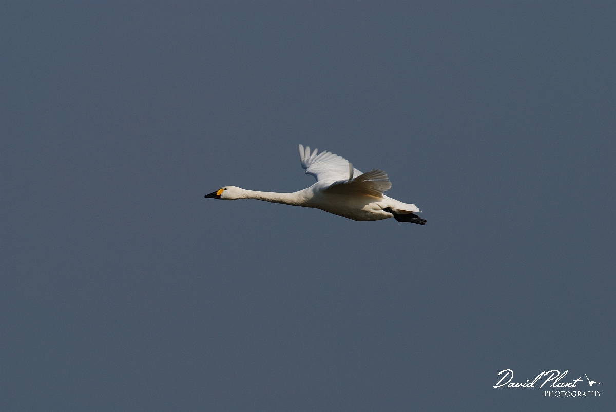 David Plant Photography - Wildlife Photographer - Bewick's swan flying - E.jpg - Bewick's swan in flight - Slimbridge